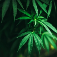 A Proposal for Recreational Marijuana May Make it to the November Ballot