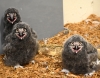 Cuteness Alert!: Snowy Owlets @ Akron Zoo