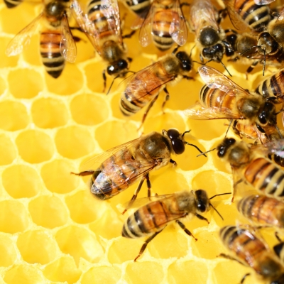 Honeybees Return to Canton&#039;s McKinley Museum