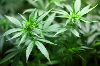 US House Votes to Decriminalize Marijuana: What's Next?