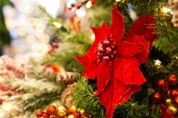 Poinsettia &amp; Christmas Tree Care