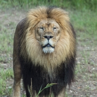 Akron Zoo's Lions Test Positive for COVID-19