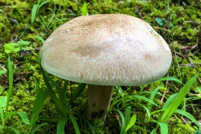 Summit Health Warns about Wild Mushrooms