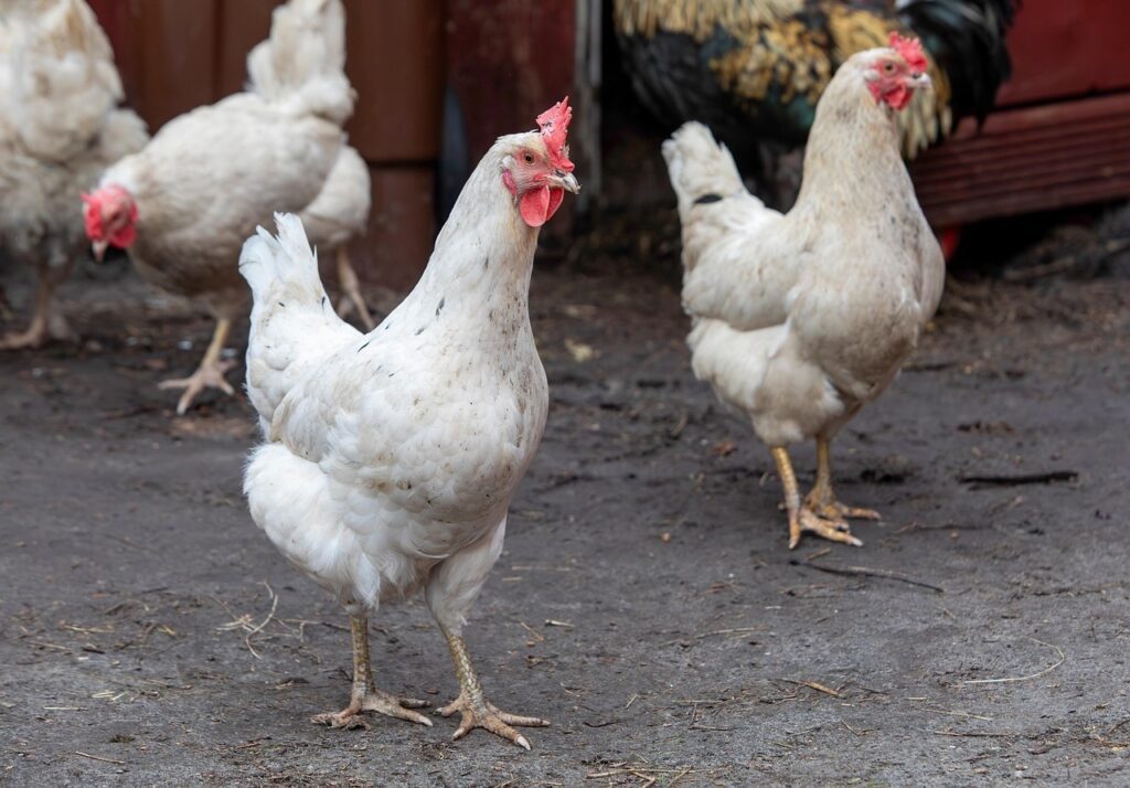 Image by Erik Karits from Pixabay