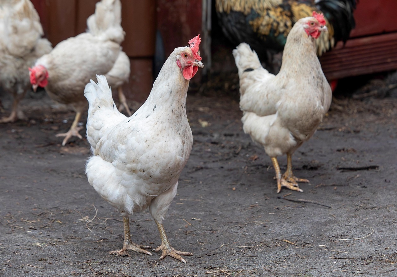 Image by Erik Karits from Pixabay