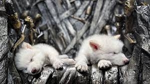 Colossal Biosciences