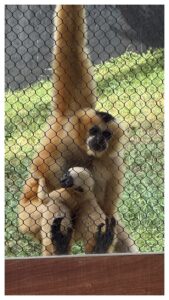 Dc3f4aa4e81f648418d5eec8a2fd080d