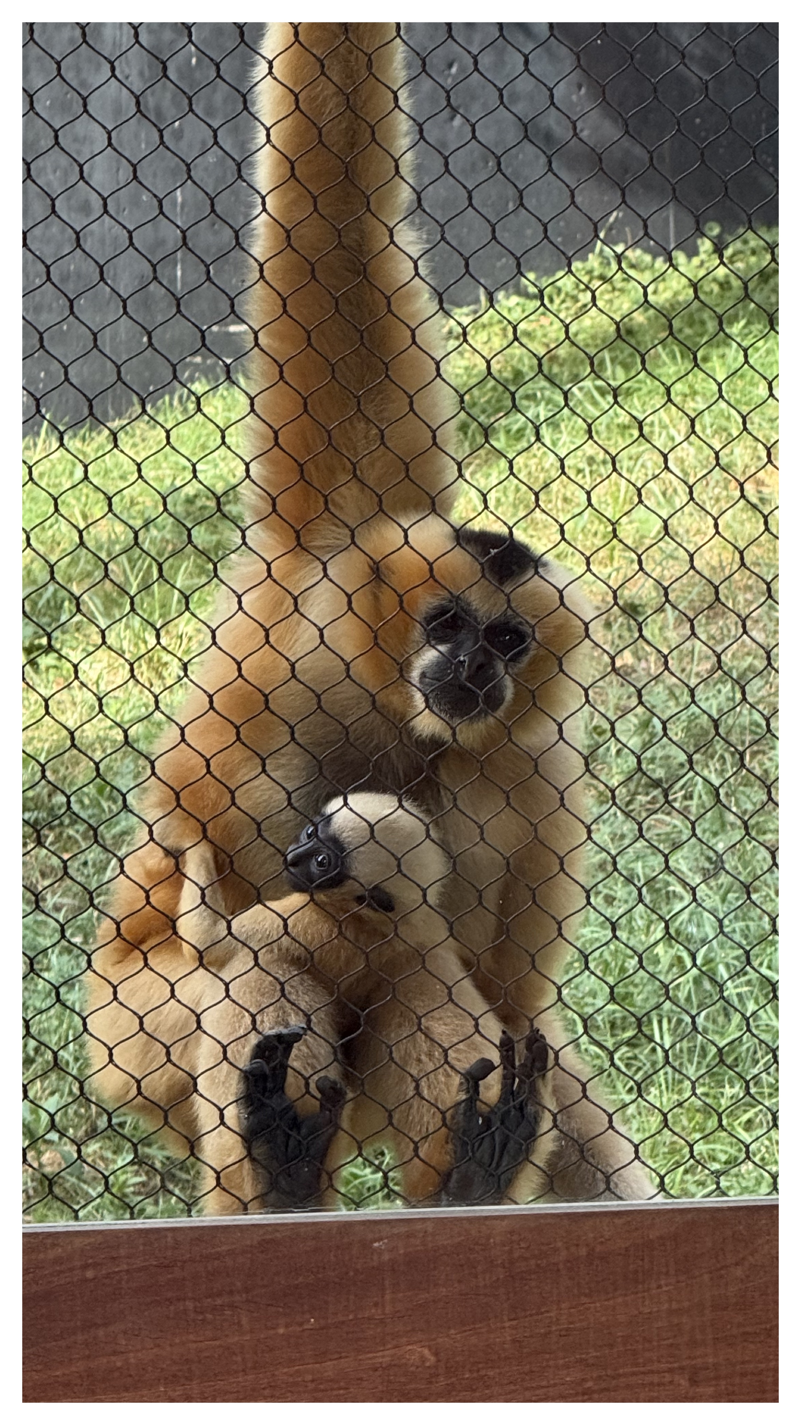 Dc3f4aa4e81f648418d5eec8a2fd080d