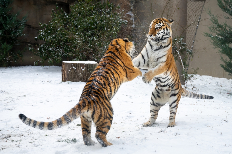 5bde220512092070487026550893331d XL