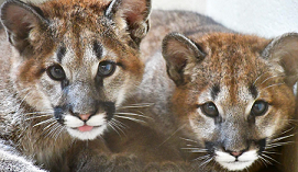 Mountain Lions