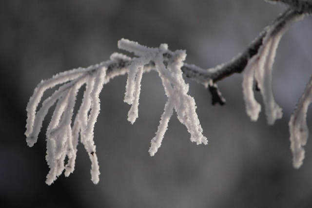 Snow freezing cold weather unsplash free